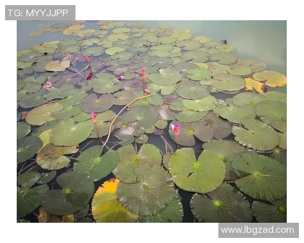 飞盘追梦：杨娜的竞技人生与心灵对话之旅